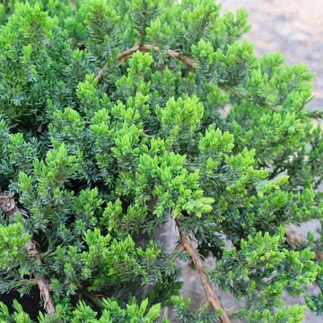 Джуниперус procumbens 'Нана'