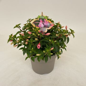 Fuchsia 'Lady Thumb'