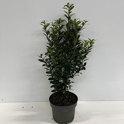 Ilex x meserveae 'Heckenpracht'