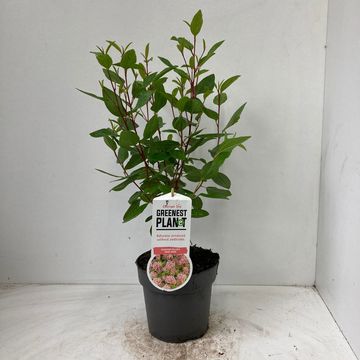 Ceanothus x pallidus 'Marie Simon'