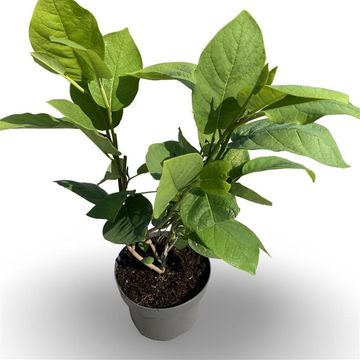 Magnolia sieboldii
