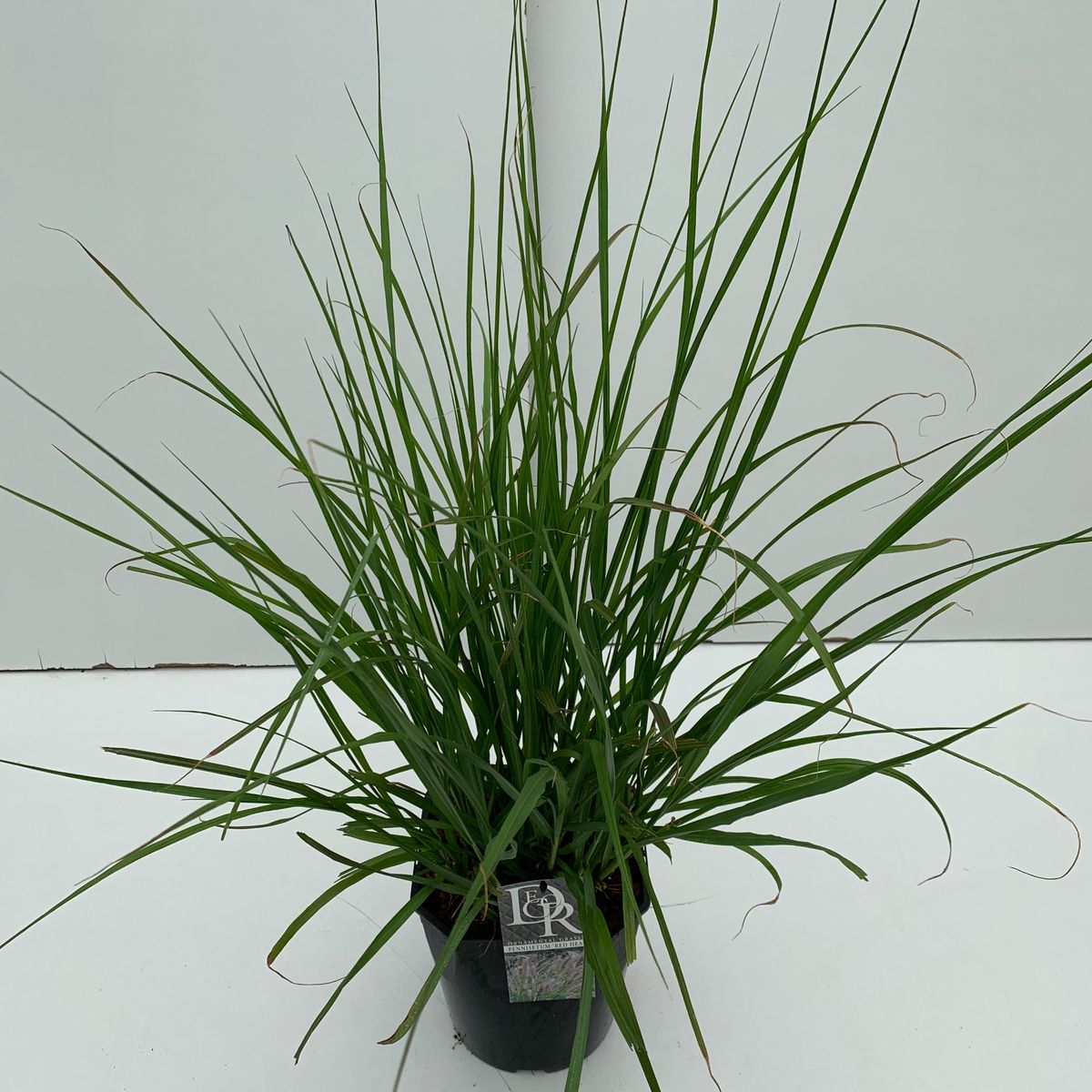 pennisetum-alopecuroides-red-head-mayorista-de-plantas-floraccess