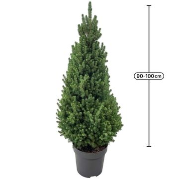 Picea glauca 'Conica'