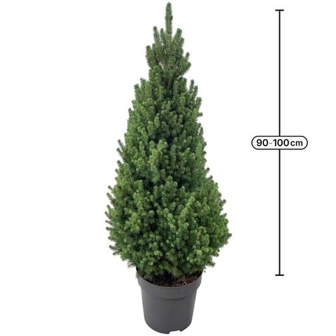 Picea glauca 'Conica'