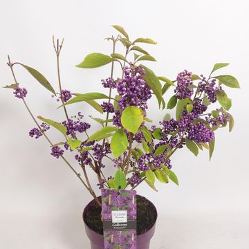 Callicarpa bodinieri 'Profusion'