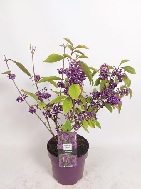 Callicarpa bodinieri 'Profusion'