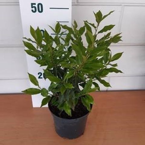 Prunus lusitanica 'Angustifolia'