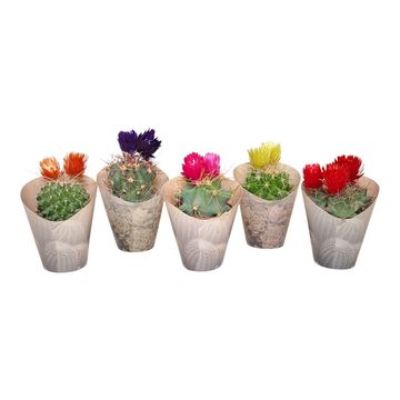 Cactus MIX