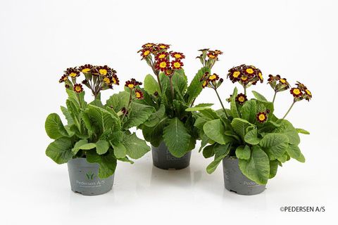Primula 'Victoriana Red'