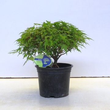 Acer palmatum 'Kiyohime'