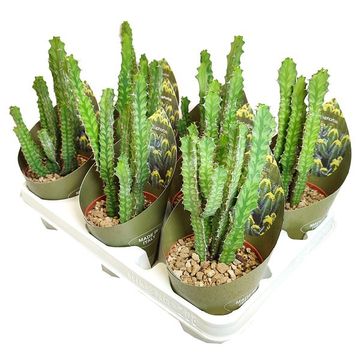 Euphorbia pseudocactus