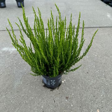 Calluna vulgaris GARDEN GIRLS ZIVA