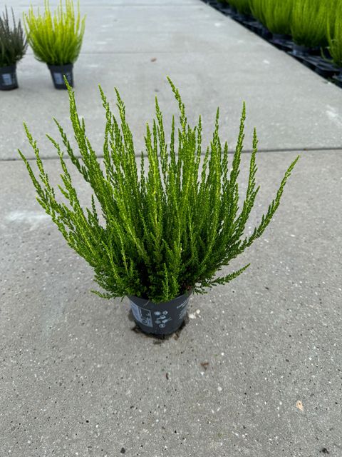 Calluna vulgaris GARDEN GIRLS ZIVA