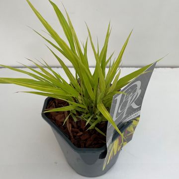 Hakonechloa macra SUNFLARE