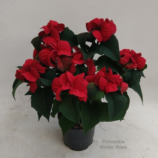 Euphorbia pulcherrima WINTER ROSE