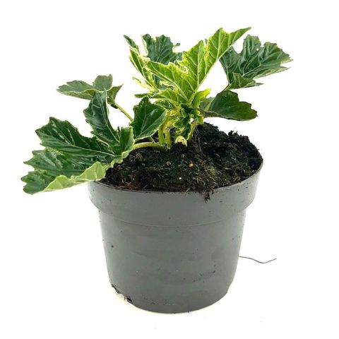 Acanthus 'Whitewater'