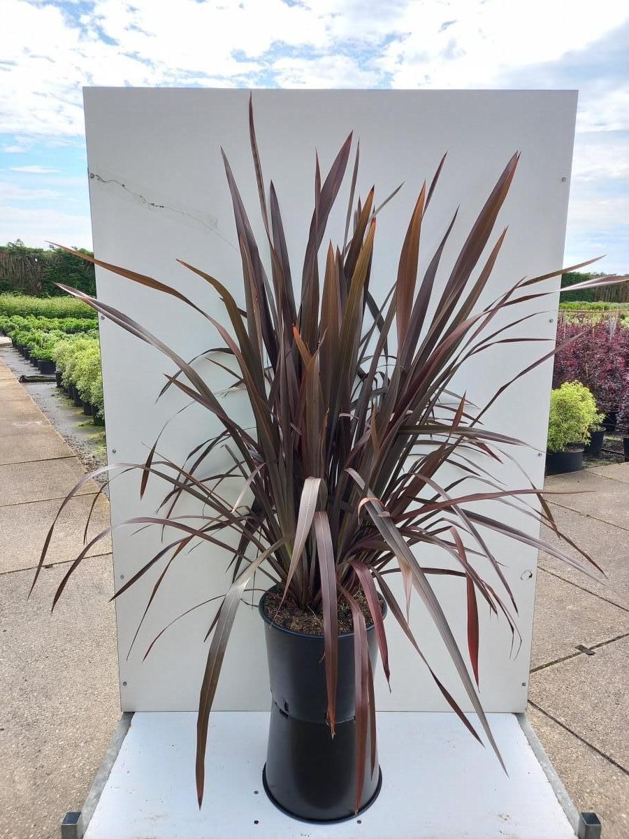 Phormium tenax 'Purpureum' — Plant Wholesale FlorAccess