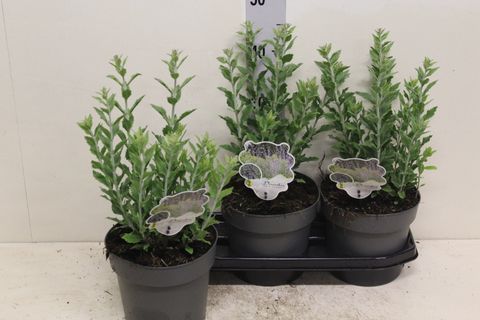 Perovskia atriplicifolia 'Little Spire'