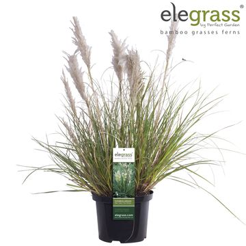 Cortaderia selloana TINY PAMPA