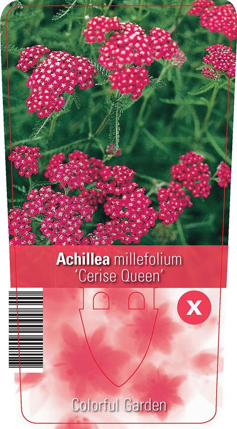 Achillea millefolium 'Cerise Queen'