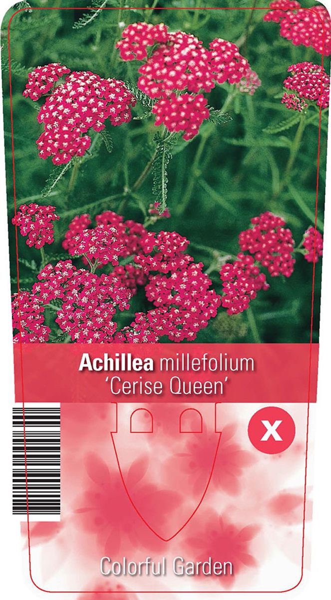 Achillea Millefolium Cerise Queen Plant Wholesale Floraccess