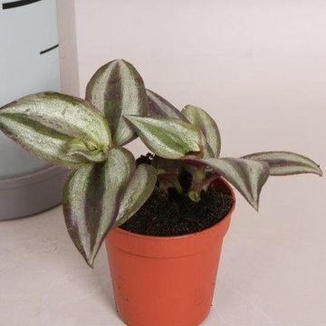 Tradescantia pallida 'Purple Heart'