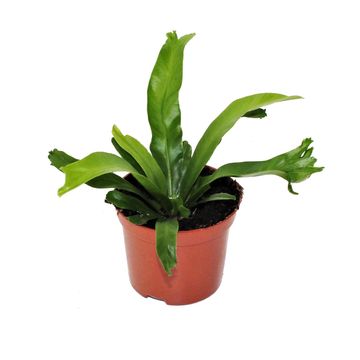 Asplenium antiquum 'Leslie'