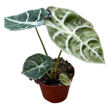 Alocasia 'Watsoniana Lightning'
