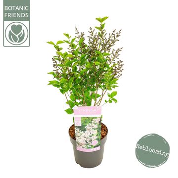 Syringa patula VIOLET UPRISING