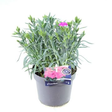 Dianthus caryophyllus 'Peman'