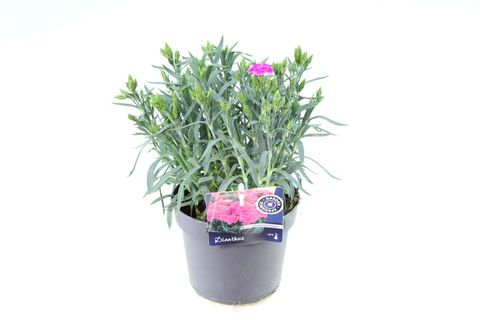 Dianthus caryophyllus 'Peman'