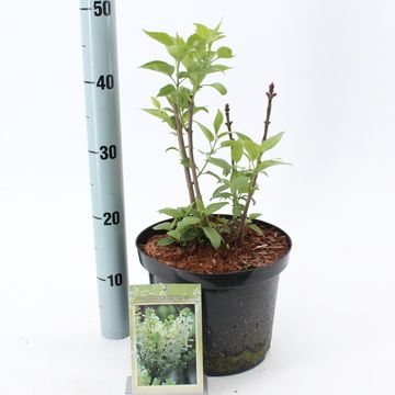 Syringa vulgaris 'Primrose'