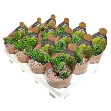 Euphorbia triangularis cristata