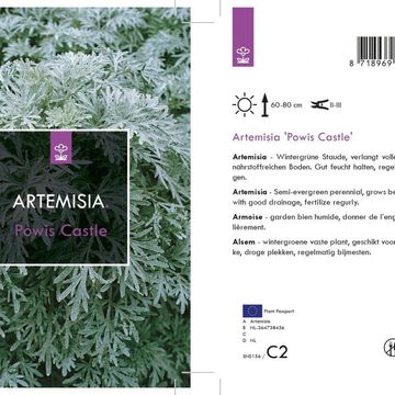 Artemisia 'Powis Castle'