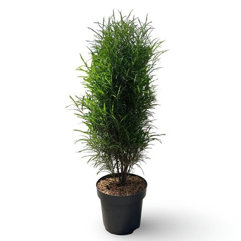Frangula alnus FINE LINE