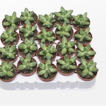 Pachyphytum fittkaui