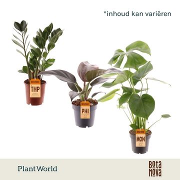 Stueplanter MIX