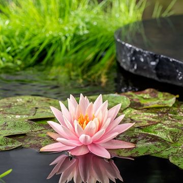 Nymphaea 'Colorado'