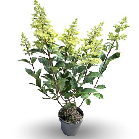 Hydrangea paniculata PINKY WINKY