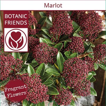 Skimmia japonica 'Marlot'