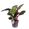 Calathea roseopicta