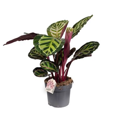 Calathea roseopicta