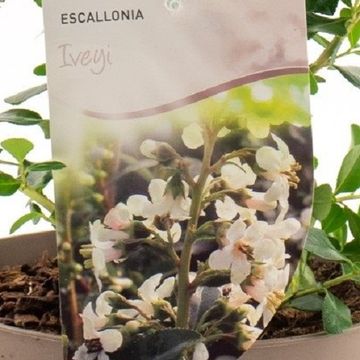 Escallonia 'Iveyi'
