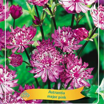 Astrantia major MIX