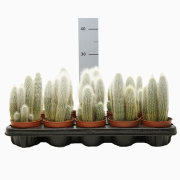 Cleistocactus straussii