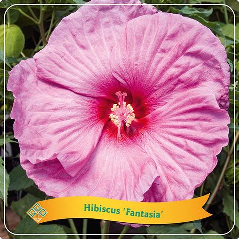 Hibiscus 'Fantasia'