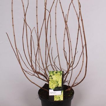 Hydrangea paniculata 'Limelight'