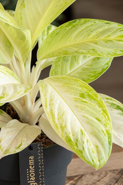 Aglaonema 'Citronelle'