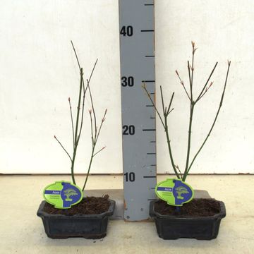 Acer palmatum 'Orange Dream'