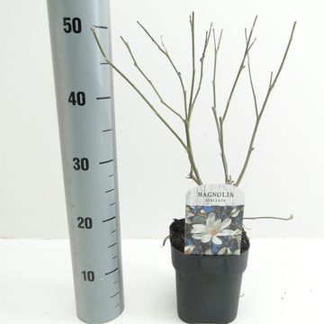 Magnolia stellata